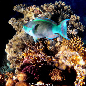 Rusty parrofish by Yakout Hegazy 